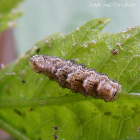 クロヒラタアブ幼虫