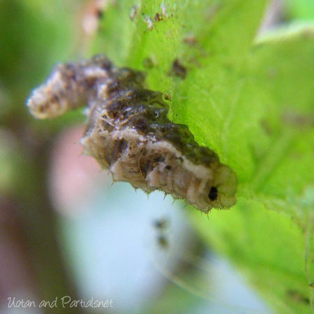 クロヒラタアブ幼虫