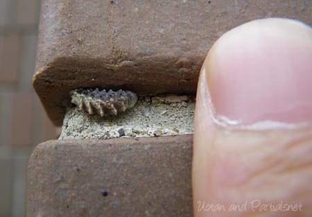 クロヒラタアブ幼虫