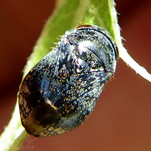 クロヒラタヨコバイ