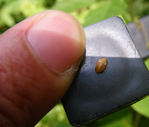 クロヒラタヨコバイ幼虫