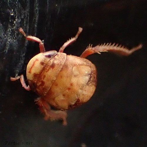 クロヒラタヨコバイ幼虫