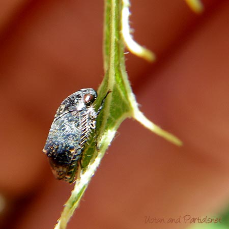 クロヒラタヨコバイ