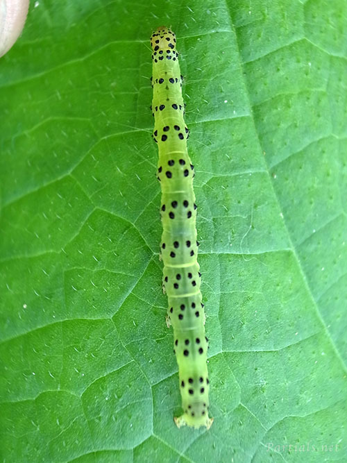 クロキシタアツバの幼虫