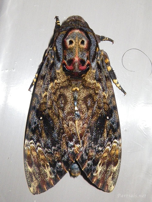 クロメンガタスズメ