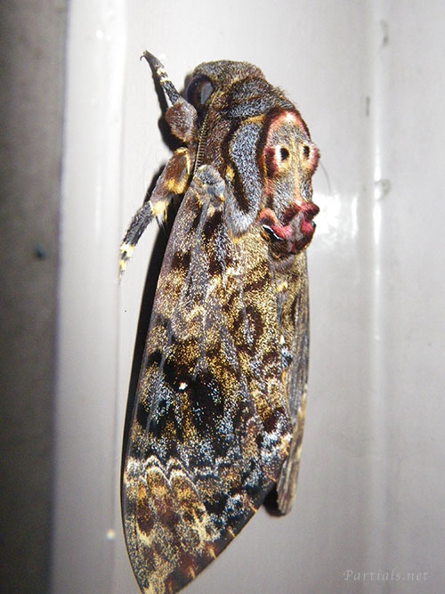 クロメンガタスズメ