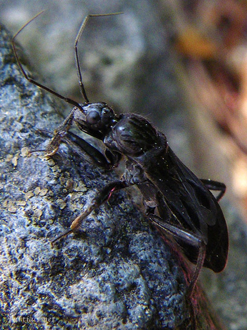 クロモンサシガメ