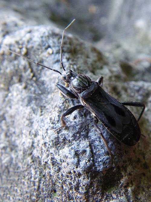 クロモンサシガメ