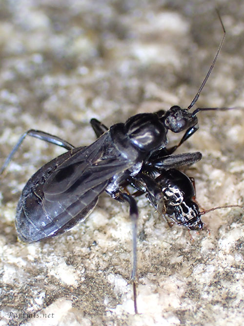 クロモンサシガメ