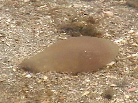 タマシキゴカイ卵塊