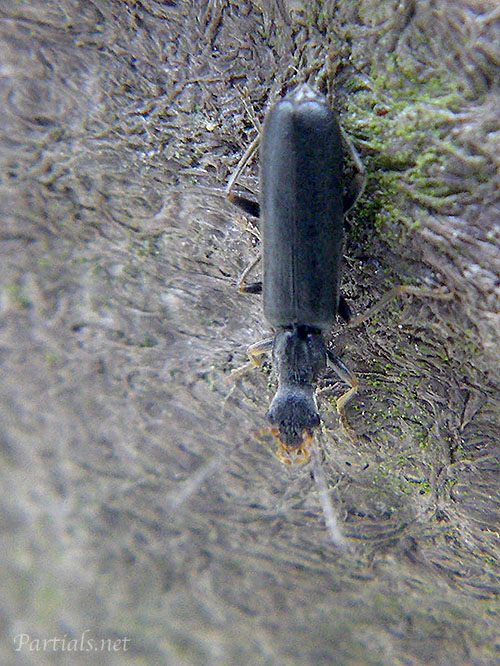 クロニンフジョウカイ