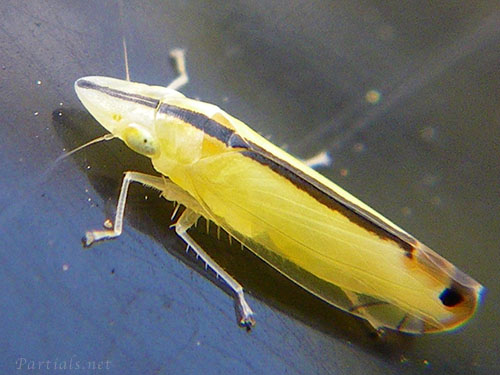 クロスジホソサジヨコバイ