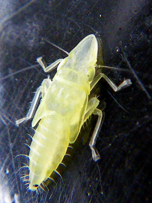 クロスジホソサジヨコバイ幼虫