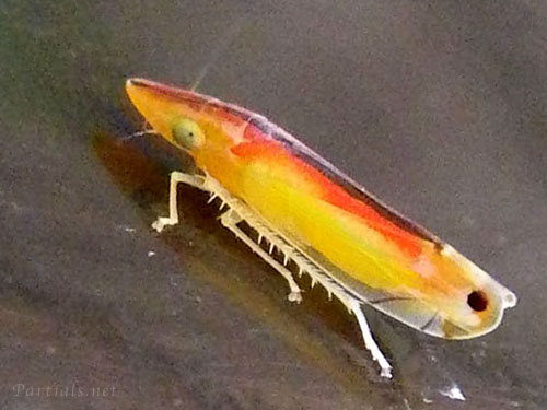 クロスジホソサジヨコバイ