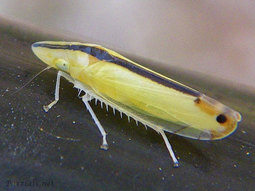 クロスジホソサジヨコバイ