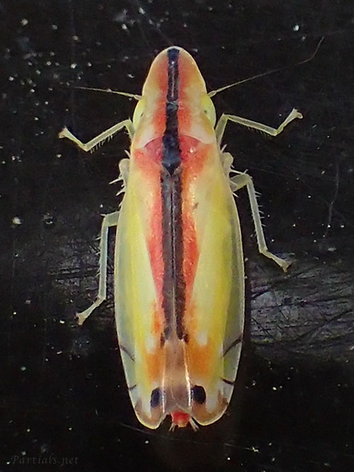 クロスジホソサジヨコバイ