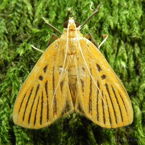 クロスジノメイガ