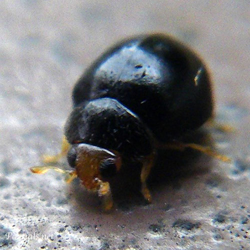 クロツヤテントウ