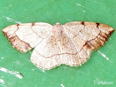 クロズウスキエダシャク