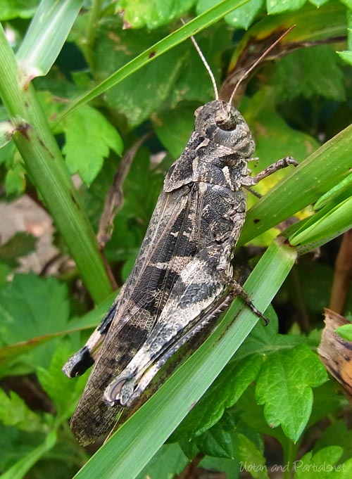 クルマバッタモドキ