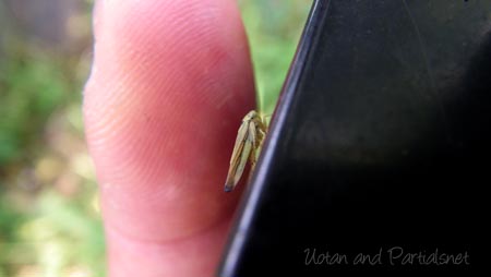 クサビヨコバイ