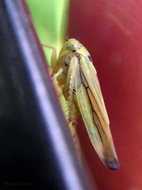 クサビヨコバイ