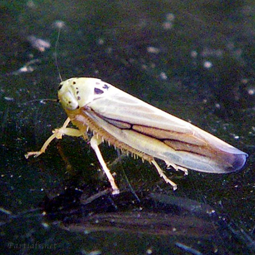 クサビヨコバイ