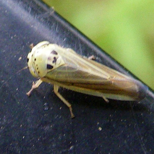 クサビヨコバイ