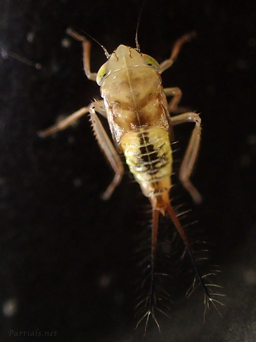 クサビヨコバイ幼虫