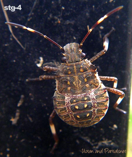 クサギカメムシ４齢幼虫