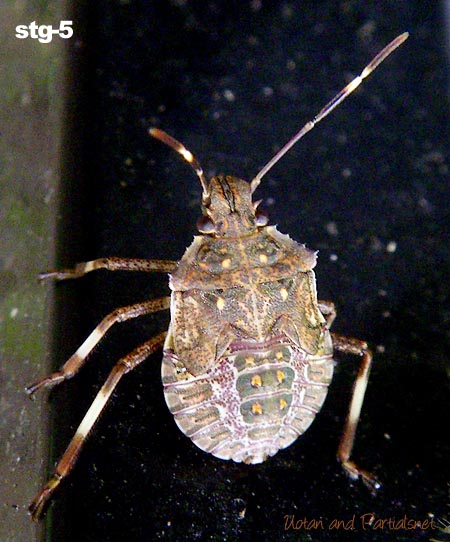 クサギカメムシ５齢幼虫