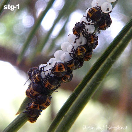 クサギカメムシ卵と幼虫