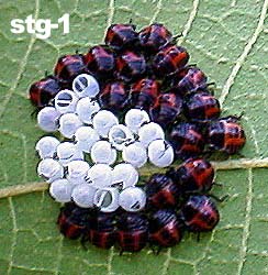 クサギカメムシ初齢幼虫