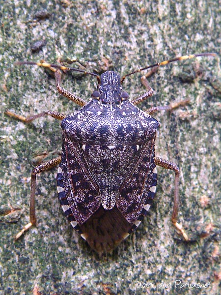 クサギカメムシ