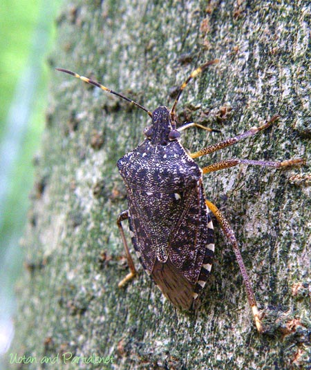 クサギカメムシ