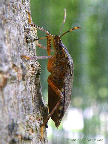 クサギカメムシ