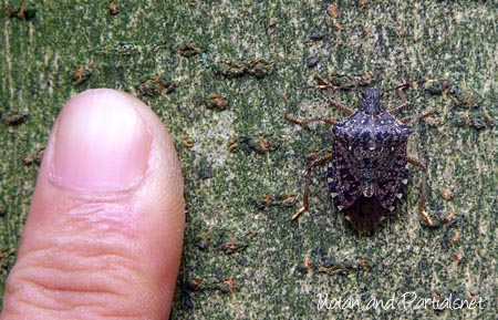 クサギカメムシ