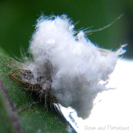 クサカゲロウ幼虫