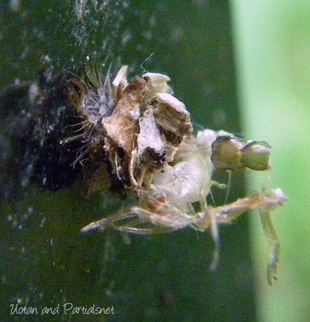 クサカゲロウ幼虫