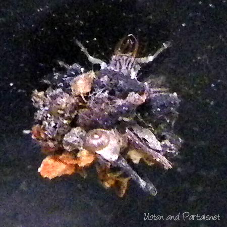 クサカゲロウ幼虫