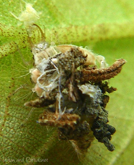 クサカゲロウ幼虫