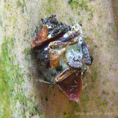 クサカゲロウ幼虫