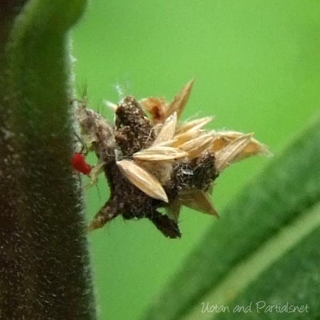 クサカゲロウ幼虫