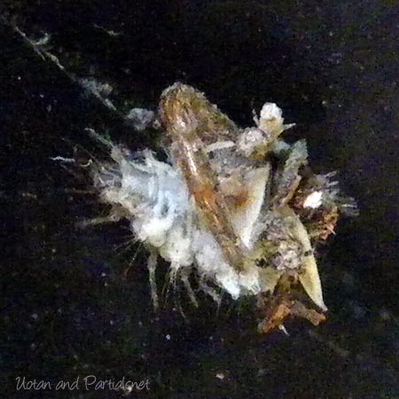 クサカゲロウ幼虫