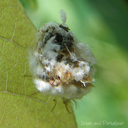 クサカゲロウ幼虫