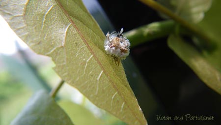 カオマダラクサカゲロウ幼虫
