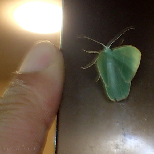 クスアオシャク