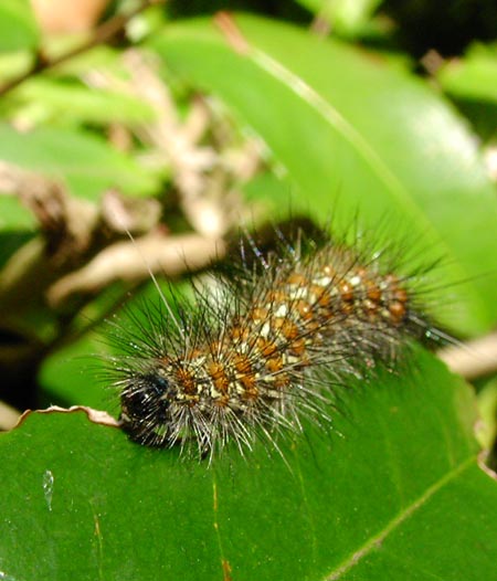 クワゴマダラヒトリの幼虫