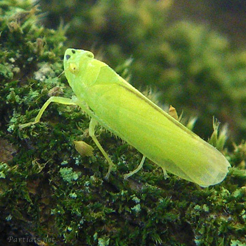 クワキヨコバイ類