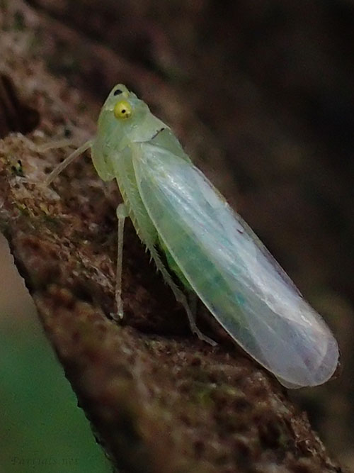 クワキヨコバイ類